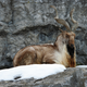 Astore markhor